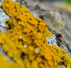 Xanthomendoza fallax