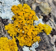 Xanthomendoza fallax