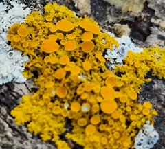 Xanthomendoza fallax