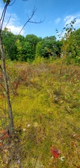 Lycopodiella