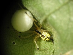 Phylloneta pictipes