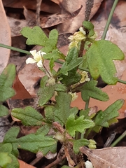 Xanthosia pilosa