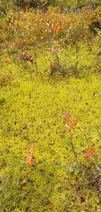 Lycopodiella