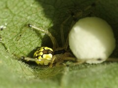 Phylloneta pictipes
