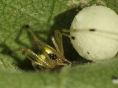 Phylloneta pictipes