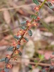 Phyllanthus hirtellus