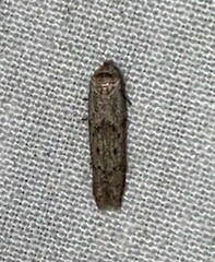 Blastobasis glandulella