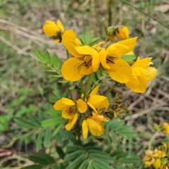 Senna barronfieldii