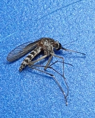 Aedes camptorhynchus