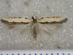 Ardozyga catarrhacta