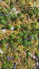 Polytrichum