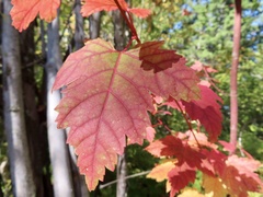 Acer ginnala