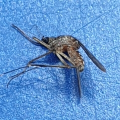 Aedes camptorhynchus
