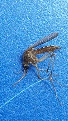Aedes camptorhynchus