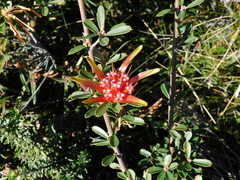 Lambertia formosa