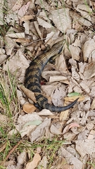 Tiliqua scincoides