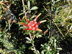 Lambertia formosa