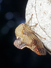 Telamona decorata