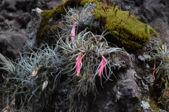 Tillandsia erubescens
