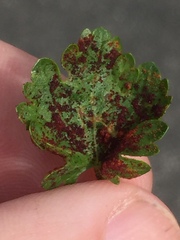 Synchytrium australe