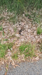 Tiliqua scincoides