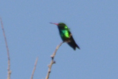 Chlorostilbon lucidus