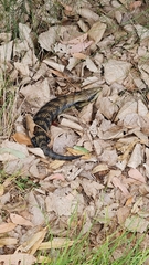Tiliqua scincoides