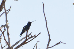 Heliomaster furcifer