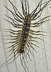 Thereuonema tuberculata