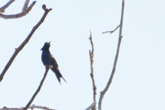 Heliomaster furcifer