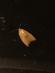 Coelostathma discopunctana