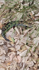 Tiliqua scincoides