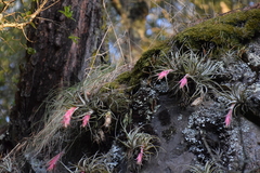 Tillandsia erubescens