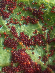 Synchytrium australe