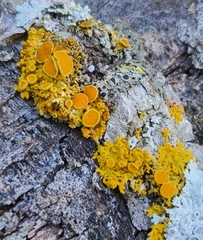 Xanthomendoza fallax