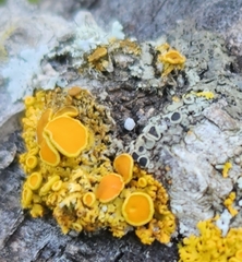 Xanthomendoza fallax