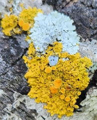 Xanthomendoza fallax