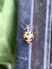 Hippodamia parenthesis