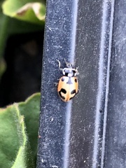 Hippodamia parenthesis