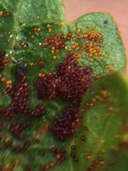 Synchytrium australe