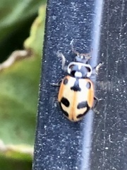 Hippodamia parenthesis