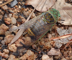 Macrotristria intersecta