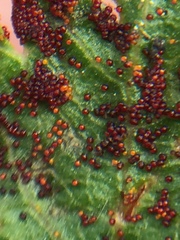 Synchytrium australe