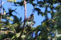 Setophaga coronata coronata