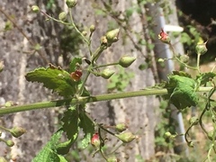 Scrophularia auriculata