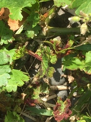 Synchytrium australe