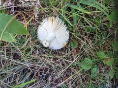 Russula virescens