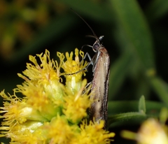 Elasmopalpus lignosella