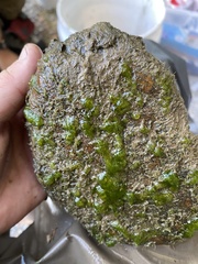 Chaetophoraceae