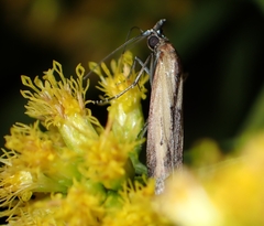 Elasmopalpus lignosella